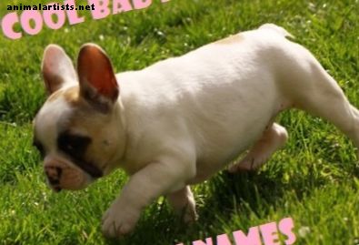 Šaunūs „Baby Boomer“ šunų vardai
