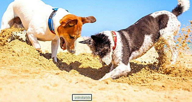 6 motivi comuni per cui i cani scavano (e cosa fare al riguardo) - CANI