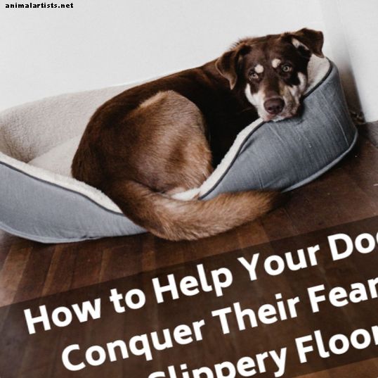 Miks mu koer kardab järsku libedat põrandat?