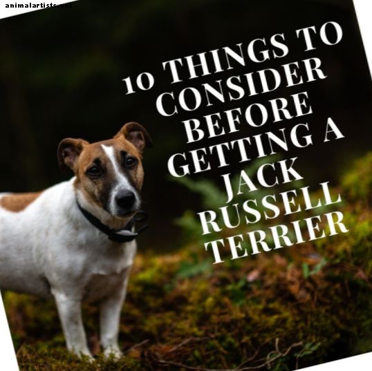 10 lietas, kas jāapsver, pirms iegūstat Džeka Rasela terjeru