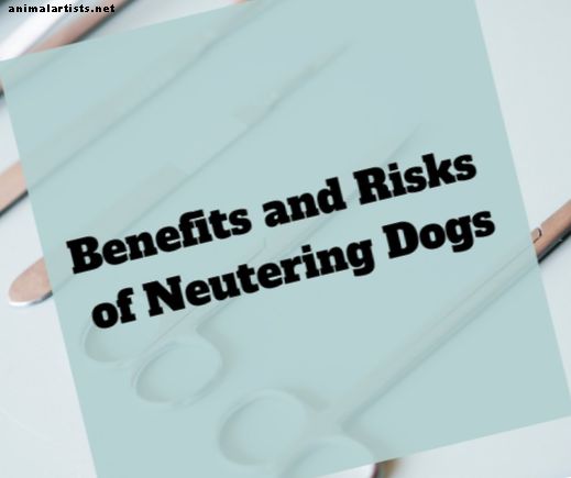 Beneficios y riesgos de los perros castradores