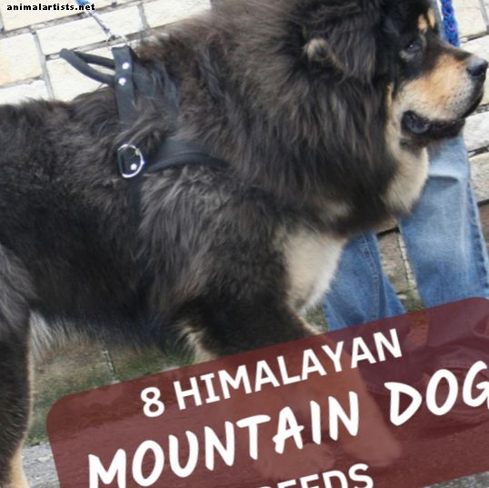 8 razas de perros de montaña del Himalaya: perros pastor, mastines y más