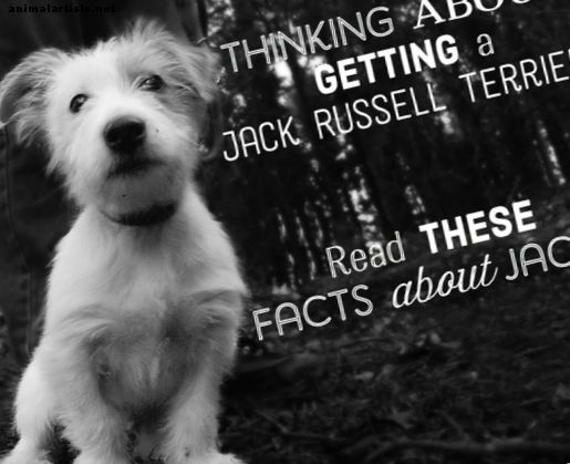 Dejstva o Jacksovih: Vse o Jack Russell Terrierjih