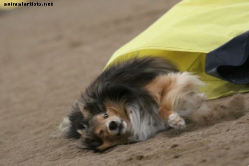 Cães - Por que solicitar superfícies de competição com agilidade mais segura para nossos cães é controverso?