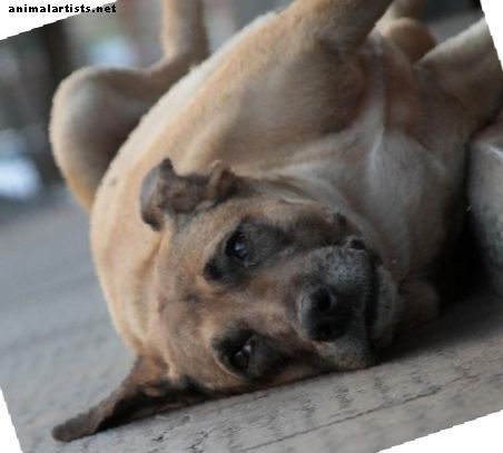 Bästa hundnamn från Brasilien - Hundar