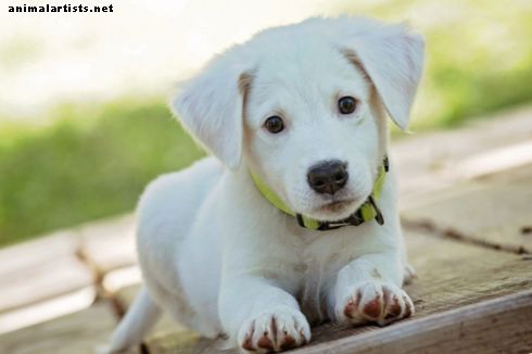 Ящик для дрессировки вашего щенка: краткое руководство - Собаки