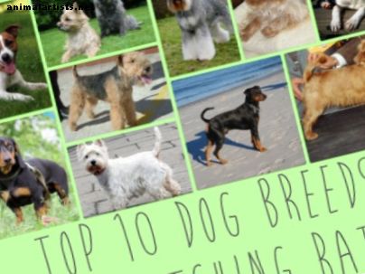 Top 10 raças de cães ideais para capturar ratos