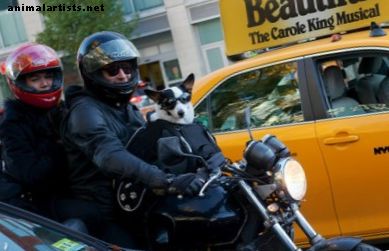 Koerad - 7 koera tõugu, kellele meeldib mootorratta seljas sõita