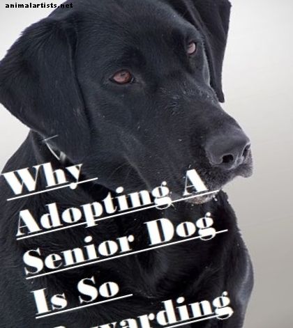 Pourquoi j'ai adopté un chien âgé et pourquoi vous devriez aussi