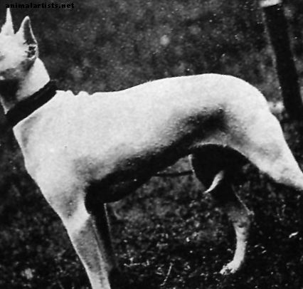 O incrível antepassado extinto do seu Bull Terrier - Cães