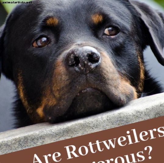 Er Rottweilers farlige eller lager de gode kjæledyr? - hunder