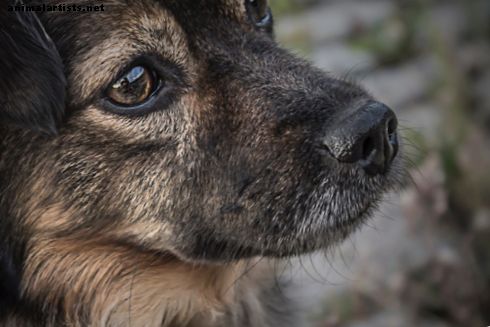Come affrontare la perdita di un animale domestico: il giorno in cui il mio cane è morto