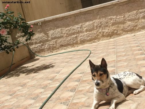 Как да летя с куче от Великобритания до Йордания - Кучета
