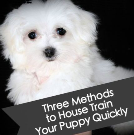 Ako ubytovať šteňa rýchlo: Tri tréningové metódy, ktoré môžete vyskúšať
