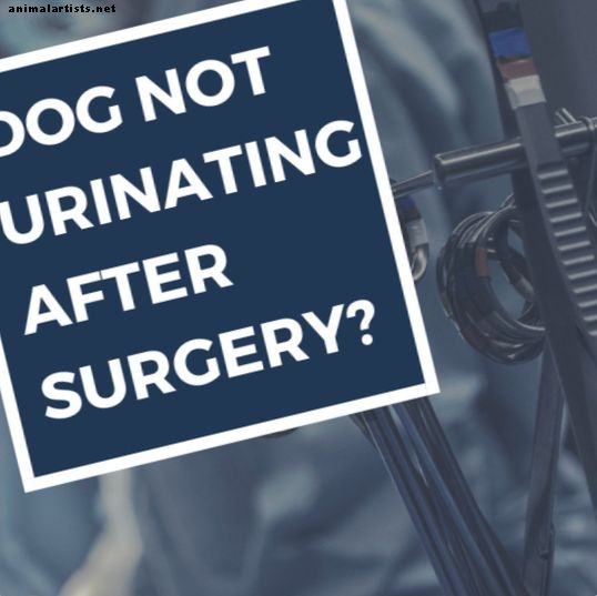 لماذا لا يتبول كلبي بعد الجراحة؟