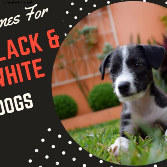 100+ kreativnih, ljubkih in hladnih imen črnih in belih psov