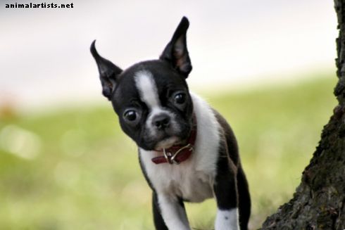 5 Σημαντικά πλεονεκτήματα και μειονεκτήματα της φυλής Boston Terrier