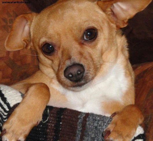 Chihuahuas: Mažiausios šunų veislės priežiūra ir priežiūra