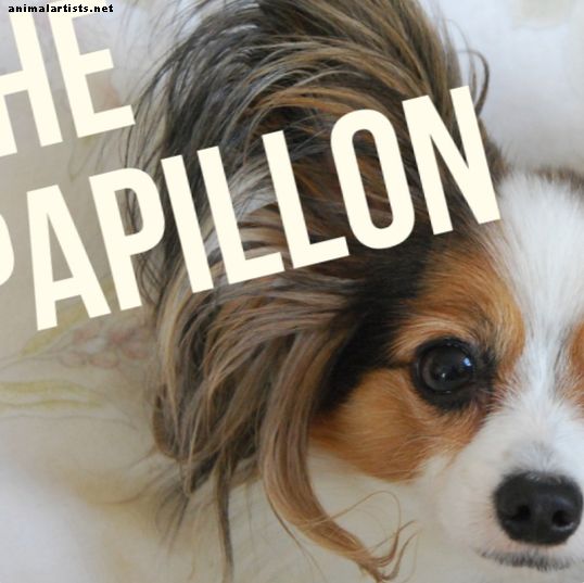 El Papillon: una guía para ser propiedad de uno - Perros