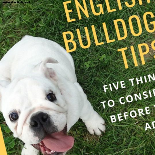 Кучета - 5 неща, които трябва да вземете предвид, преди да притежавате английски булдог