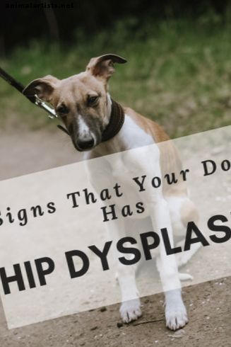 Kā noteikt, vai jūsu sunim ir gūžas displāzija