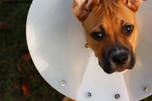 Spaying Your Female Dog: Perguntas Frequentes sobre Procedimentos Cirúrgicos