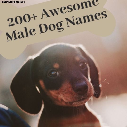 200+ kule mannlige hundenavn og betydninger