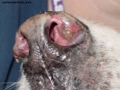 Čo spôsobuje kŕčový nos vášho psa a ako ho môžete zmierniť? - Psy