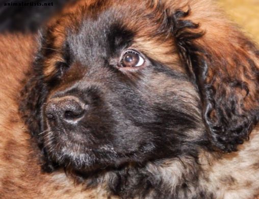 Leonberger: En stor og vennlig hunderase - hunder