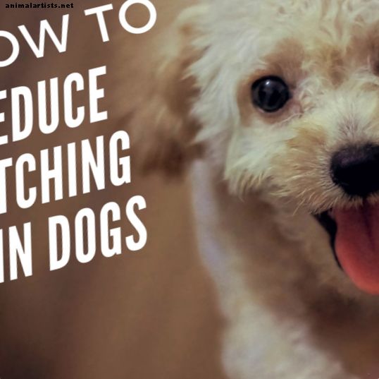 Šunys - 10 veiksmingų patarimų, padėsiančių niežtinčiam šuniui jaustis patogesniam
