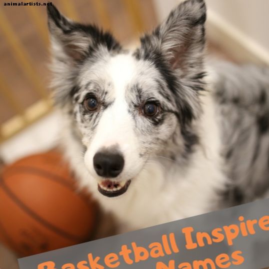 Спортни имена на домашни любимци: имена на кучета след баскетболни играчи