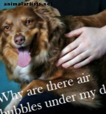Miksi koirani ilmakuplat ovat ihon alla?