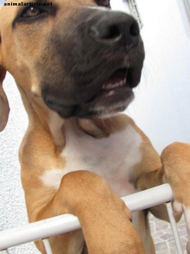 Το Fila Brasileiro (Βραζιλιάνικο Μαστίγιο) είναι ένα μεγάλο σκυλάκι φρουράς