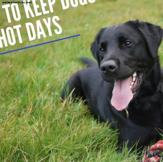 Como manter um cão de estimação fresco em um dia quente de verão - Cães