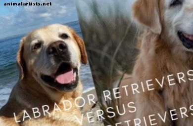 8 Forskelle mellem Labrador retrievere og Golden Retrievers