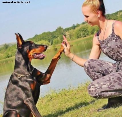 Ejercicios para generar confianza en perros inseguros - Perros