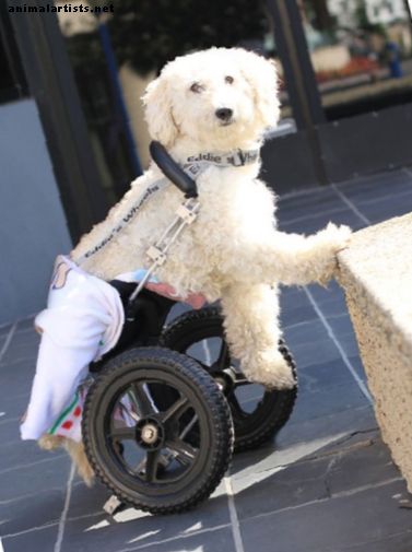 Jei mano šuo serga šunų tarpslankstelinių diskų liga, ar jis bus paralyžiuotas?