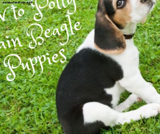 Kako trenirati psića beaglea - psi