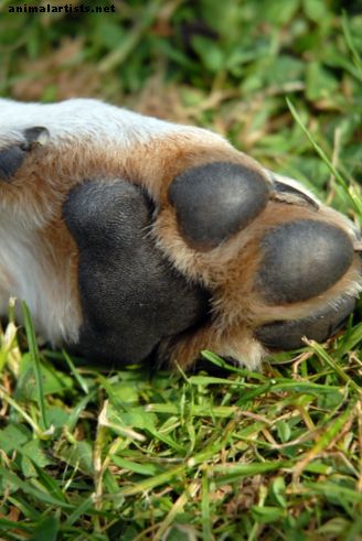 Какво трябва да знаете за потните лапи при кучетата