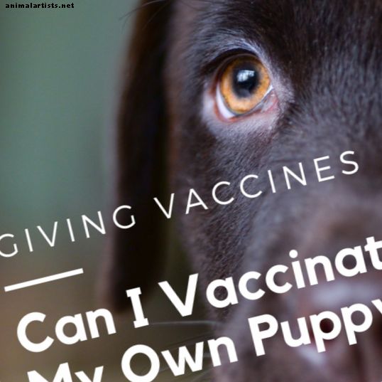 Como fazer vacinas para filhotes e dar tiros para seus filhotes