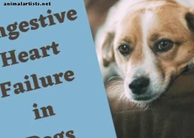 Stazinio širdies nepakankamumo simptomai ir gydymas šunims - Šunys