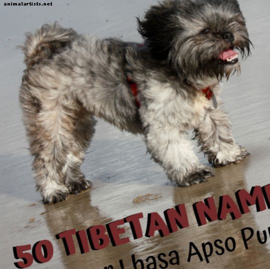 50 Cool Tibetan Dog ονόματα για το Lhasa Apso Puppy σας