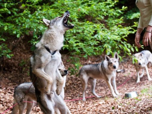 11 कुत्ते जो वास्तव में भेड़ियों की तरह दिखते हैं (हकीस नहीं)