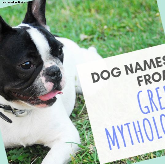 Kreeka koera mütoloogia põhjal 15 koera nime