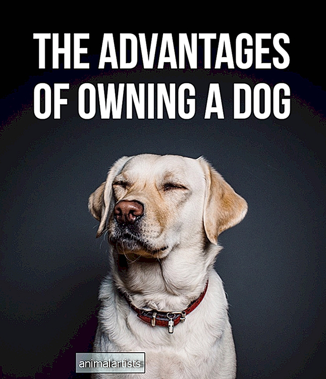 7 fordele ved at eje en hund