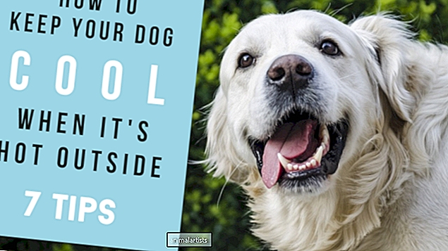 7 consejos para mantener fresco a tu perro este verano