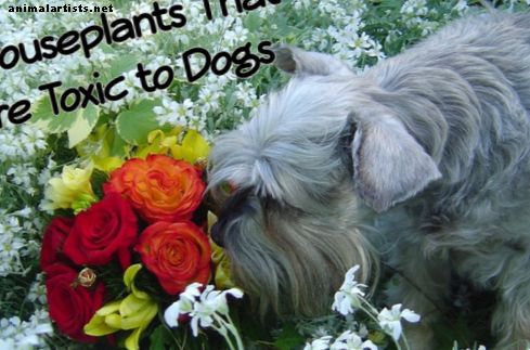 8 uobičajenih biljaka koje su otrovne za pse