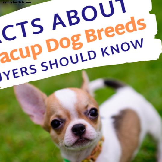 Koerad - Faktid teekoogi tõukoerte kohta Võimalikud ostjad peaksid teadma