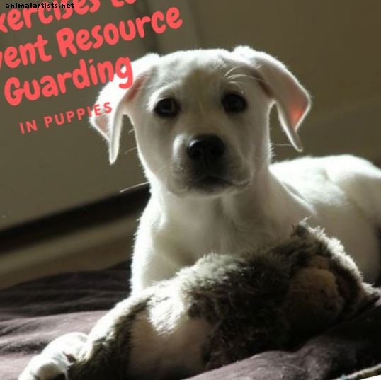 Ejercicios para prevenir la protección de recursos en cachorros