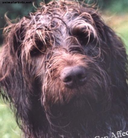Adisono liga gali paveikti šunis: Saros istorija